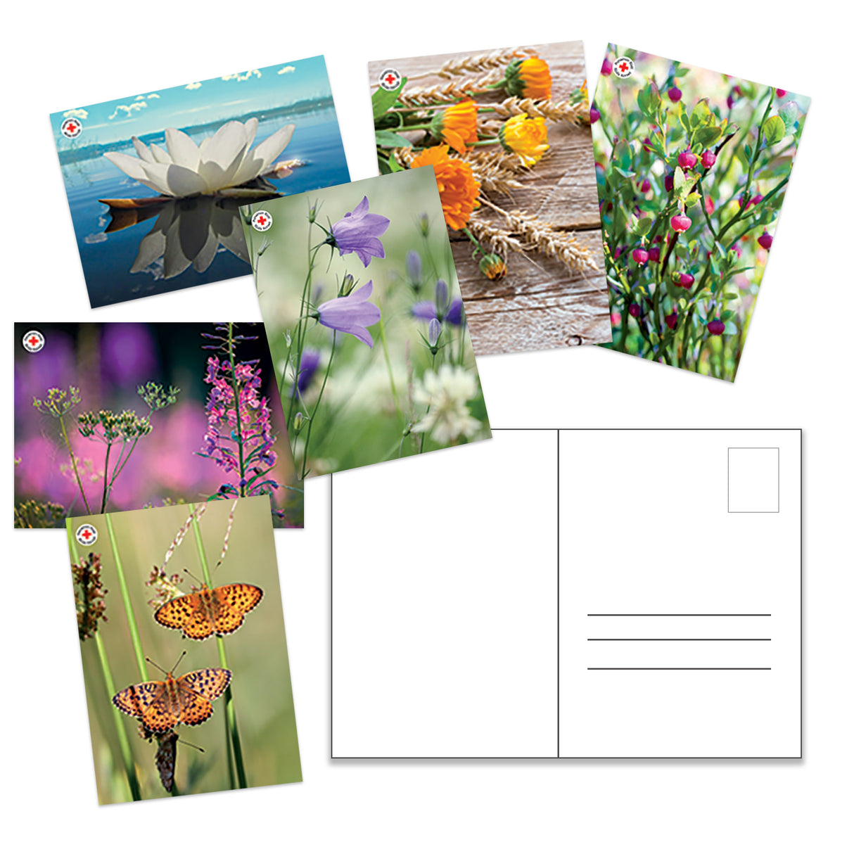 Kortförpackning, Naturliga blommor, 6 kort