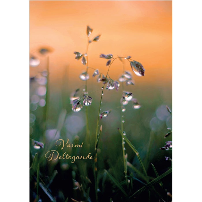 Suruadressi Aamukaste