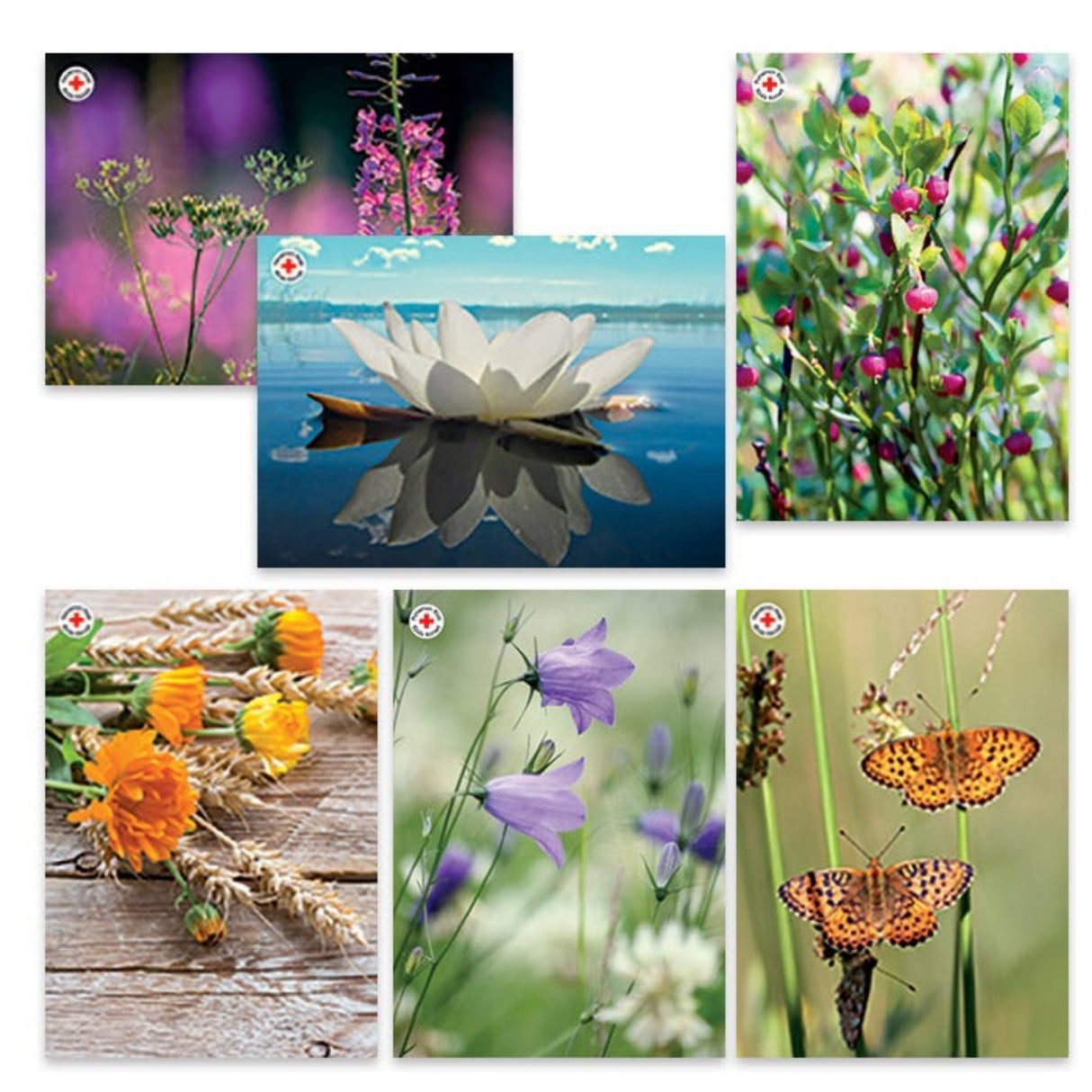 Korttipakkaus Luonnonkukat, 6 korttia