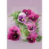 Onnitteluadressi Orvokit